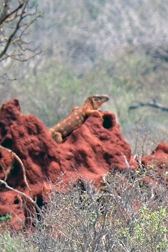 Kenia (457)
